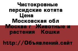 Чистокровные персидские котята › Цена ­ 15 000 - Московская обл., Москва г. Животные и растения » Кошки   